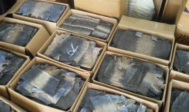 Paket Kulit Biawak Ilegal Atas Nama Agus Digagalkan Petugas Bandara Jambi