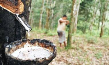 Harga Karet di Jambi Naik Rp1000 Per Kilogram