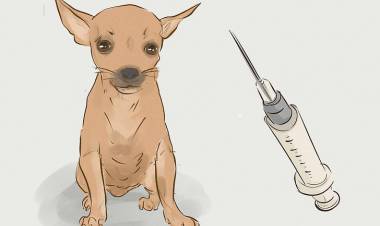 Sepanjang 2018 Ada 71 Warga Batanghari Digigit Hewan Rabies