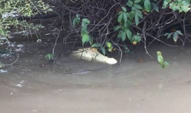 Hati-hati! Ada Buaya Putih dan Pemangsa Manusia Lebih dari 3 di Cileungsi
