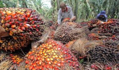 Harga Buah Sawit di Jambi Naik jadi Rp6.433 Per Kilogram