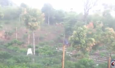 VIDEO: Seramnya Harimau Berkeliaran di Ladang Warga Kerinci