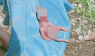 GEGER! Seekor Anjing Bawa Jasad Janin Bayi ke Rumah Warga Bungo