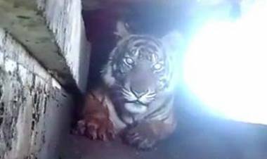 Ada Banyak Luka Harimau yang Terjebak 