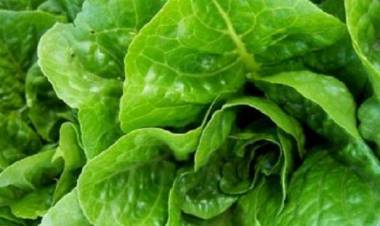 Kementan Jamin Indonesia Bebas Selada Berbakteri E.Coli?