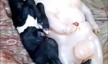Heboh! Kambing Lahirkan Bayi Mirip Setengah Babi dan Manusia