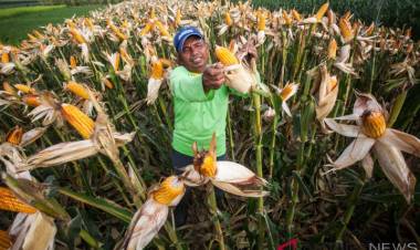 Mentan Mau Bilang Apa Saja, Bulog Tak Mau Berpolemik Data Jagung