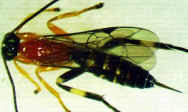 Ngeri! Tawon Bisa Ubah Laba-laba Menjadi Zombie