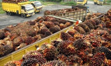 Begini Nasib Industri Sawit Bertahan Dalam Tekanan Internasional