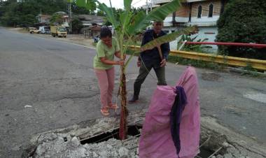 Warga Protes! Tanam Pisang di Lobang Jembatan Kembar Jujuhan Bungo