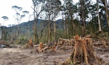 Sempat Disandera Perambah Hutan, Begini Aksi Polisi Bebaskan Karyawan Reki