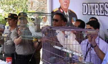 TERLANTAR! Ratusan Burung Hasil Sitaan Polisi Terancam Mati