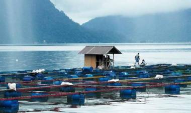 Produksi Ikan Air Tawar Agam Turun 3.679 Ton, Ini Penyebabnya