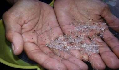 Belum Sampai ke Pengepul, 470.243 Benih Lobster Selamat dari Aksi Penyelundupan di Jambi