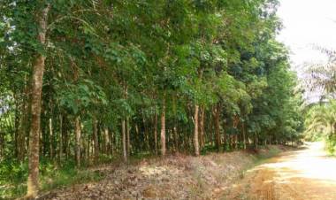 9.000 Hektare Kebun Karet di Batanghari Diserang Jamur