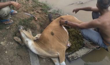 Puluhan Sapi Mati, Warga Muara Bulian Curiga Diracun Pembeli Sapi