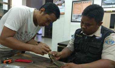 Belum Sempat Terbang, Dua Jenis Reptil Dilindungi Ini Diamankan