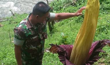 Heboh!! Anggota Koramil Temukan Bunga Bangkai 2 Meter
