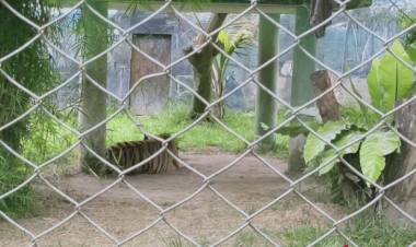 Harimau Ayu dan Singa Shiro di Jambi Mati