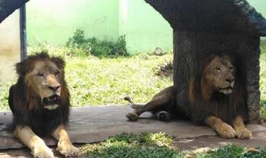 Harimau dan Singa Mati Berturut-turut, BKSDA Evaluasi Pengelolaan Taman Rimba Jambi