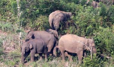 32 Gajah Liar Mengamuk Rusak Belasan Hektare Kebun