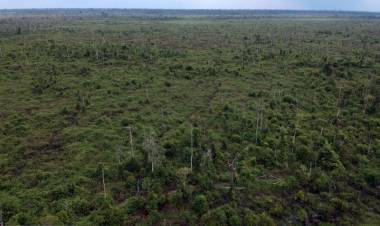 Dapat Progam "Bio Karbon Fund" Ini Langkah Gubernur Jambi