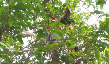 Siswa SDN 65 Tebo Tewas Kesetrum di Pohon Jengkol