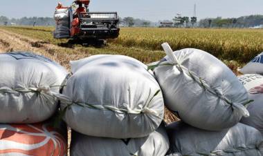 BPS Sebut Harga Gabah Kering Panen Maret Turun Cukup Tajam 9,98 Persen