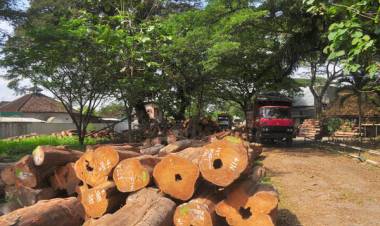 Aktivitas Pembalakan Hutan di Desa Panca Karya Resahkan Warga, Polisi: Jika Tak Hentikan, Kami Tindak!