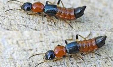 Pemkab Pantau Warga Tewas Akibat Digigit Serangga