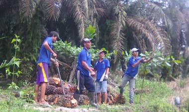 Soal Replanting Sawit di Muarojambi, Ini Kendala Pihak Pemkab