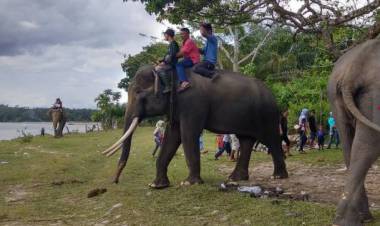 Pengunjung Antusias Berinteraksi dengan Gajah di TWA Seblat