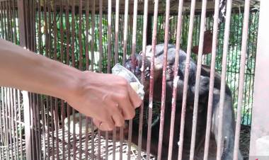 Beruang Madu Kurus Viral, Begini Kata Pengelola Sinka Zoo