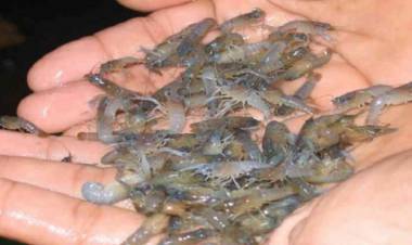 Selundupkan Baby Lobster Tanjabtim ke Singapura, WNA Tiongkok Didakwa Bersalah