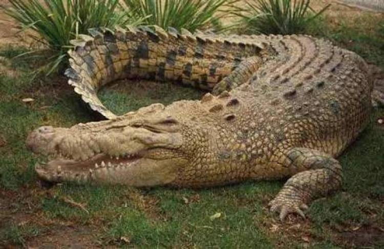 Warga Desa Lumahan Diteror Buaya