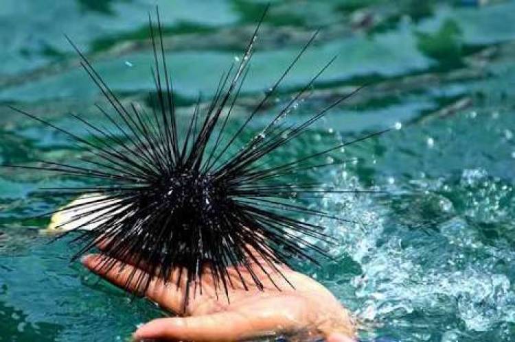 Wahai Wisatawan Pantai Anyer, Waspadai Sengatan Bulu Babi!