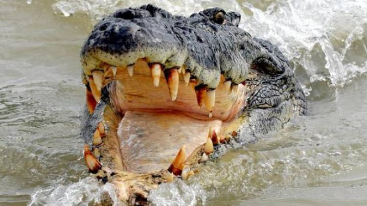 Murid SD Tanjabtim Diterkam Buaya, Sempat Diseret 15 Meter