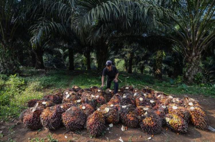 GAPKI Sebut Tuduhan Terhadap Industri Sawit Tidak Benar