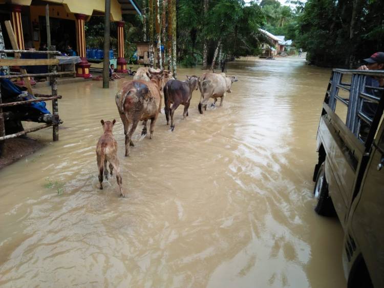 BREAKING NEWS!! Puluhan Rumah Kampung Penual Bungo Terendam Banjir