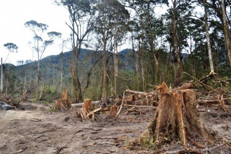 Sempat Disandera Perambah Hutan, Begini Aksi Polisi Bebaskan Karyawan Reki