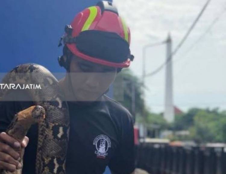 Begini Kepanikan Warga Surabaya Munculnya Dua Ular Sanca Berbahaya
