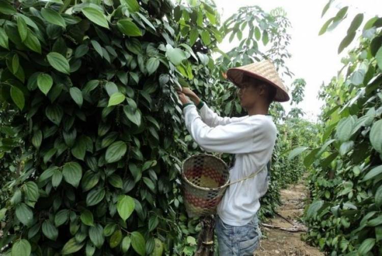 OPD Babel Diwajibkan Rawat 2.300 Tanaman Lada