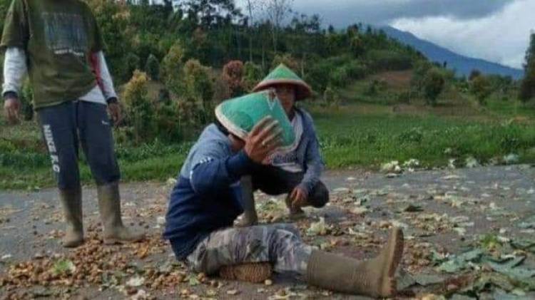 Lapor Presiden Jokowi! Harga Terus Anjlok, Petani Kerinci Buang Sayuran Hasil Panen
