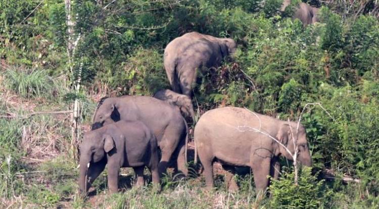 32 Gajah Liar Mengamuk Rusak Belasan Hektare Kebun