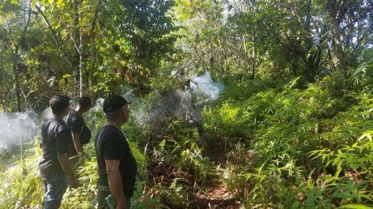 Gajah Liar Mengamuk, Ribuan Batang Tanaman Rusak di Aceh Utara
