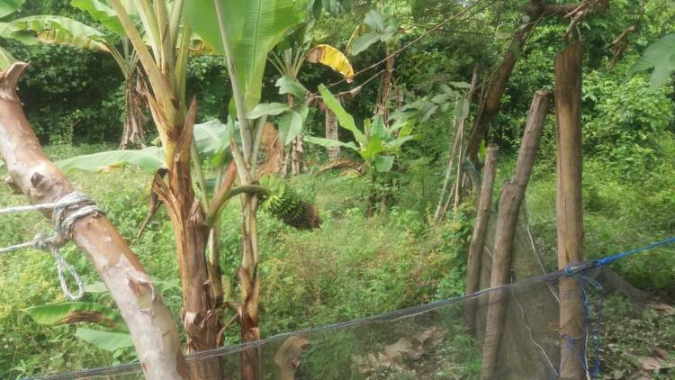 Geger, Batang Pisang di Sarolangun Ini Keluarkan Suara Aneh