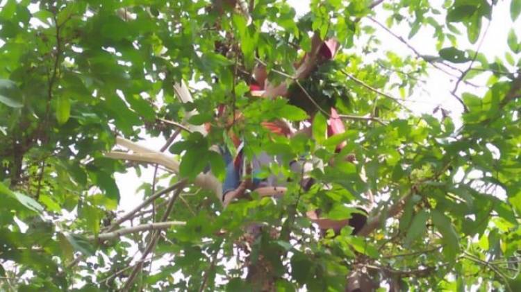 Siswa SDN 65 Tebo Tewas Kesetrum di Pohon Jengkol