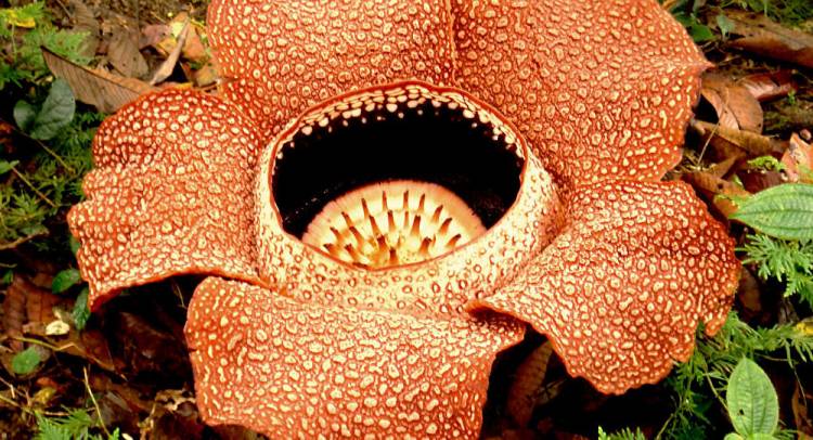 Rafflesia Gaduatensis Raksasa Ditemukan Hutan Angkola Tapanuli Selatan