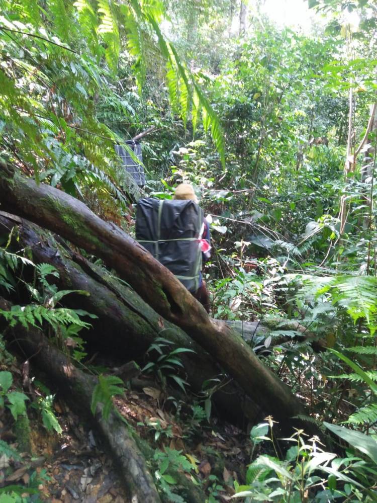 Melintas Hutan, Petugas Logistik Pemilu Pikul Kotak Suara Hingga 7 Jam