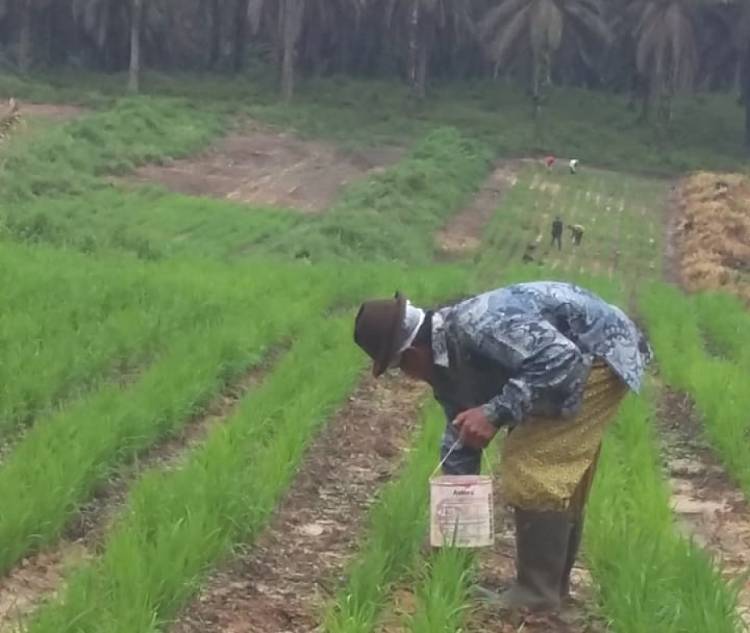 Bantuan Benih Padi di Muarojambi Tidak Sebanding Luas Lahan